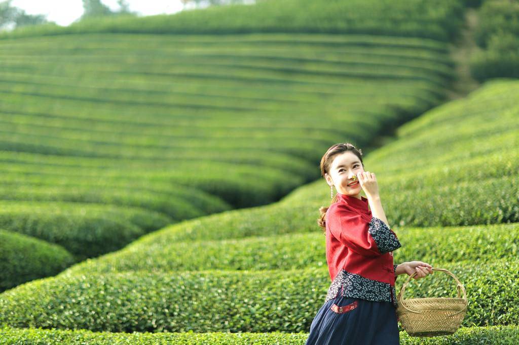 茶女 茶香 茶风骨