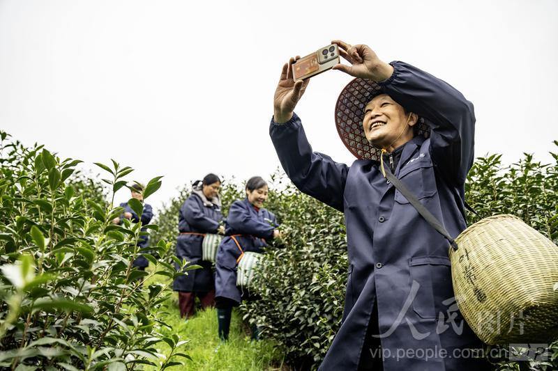武义：春茶开采