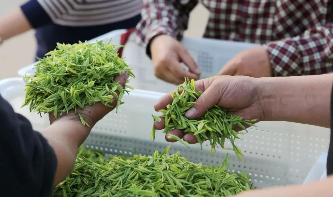 安吉白茶：大自然的珍宝，释放其健康和美容功效 (安吉白茶大山坞是级别的茶叶)