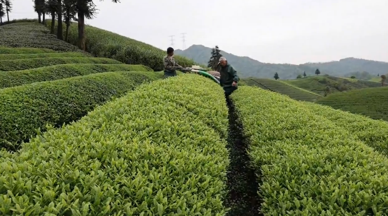 “一条龙”扶持茶产业 铺就致富路