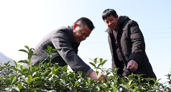 低温天气影响春茶生产 农技人员现场支招抗寒